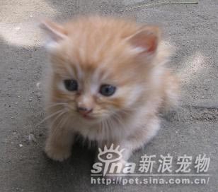 组图:北京新生小猫找领养(6)