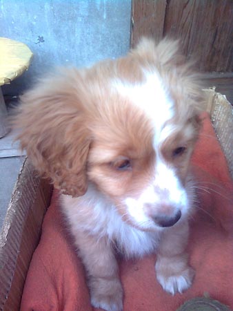 皮皮你还可以让我取暖吗