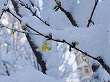 Ҷӳһѩ