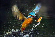 ��ʳ�����С��