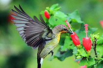 ����ľ���̫����