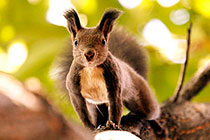 ��������ʳ�Ĵ�����