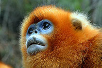 Ұ����˿������ܽӴ�