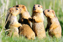 ϲ�����ź�̡