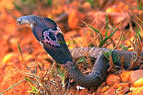 ��ɽ�۾���