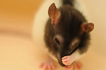 ��֦��а�С��