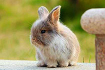 �����﷢����