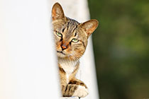 �����Ҹ���������