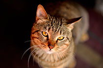 ��Ϊ�������Կɰ�