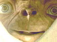 ̽