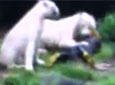 ʵİ׻ҧ