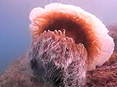 ˮĸձ