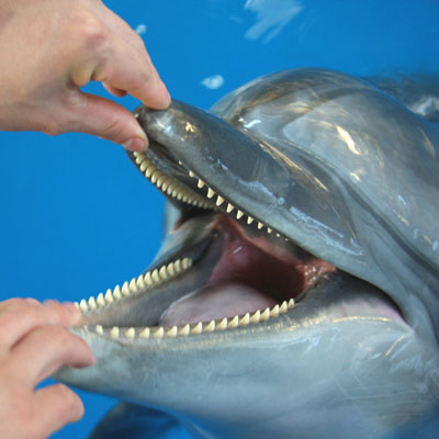 海豚宝宝检查牙齿