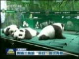 熊猫三胞胎百日首亮相 憨态可掬萌萌哒