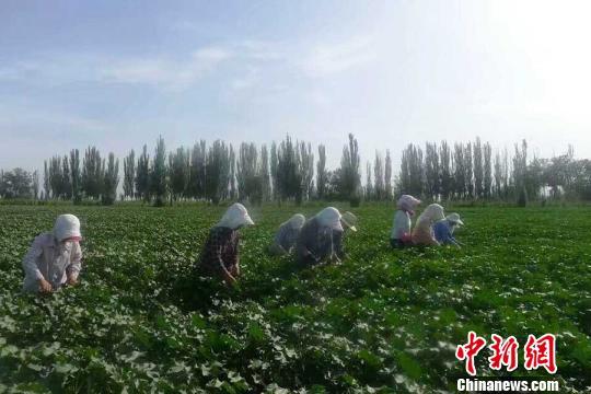 综述:新疆兵团从“源头”提升棉花质量
