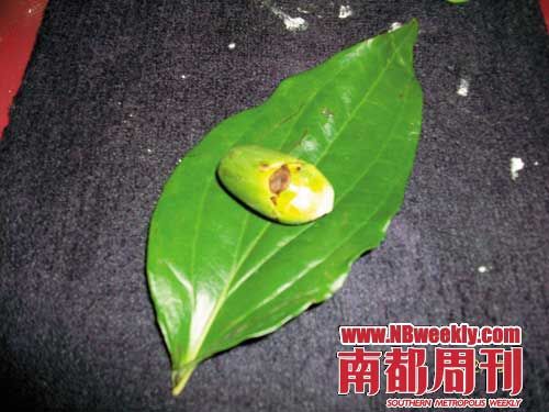 台湾人怎么吃槟榔?(组图)