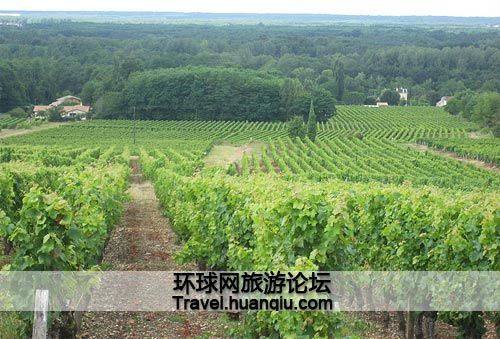 葡萄园 葡萄园