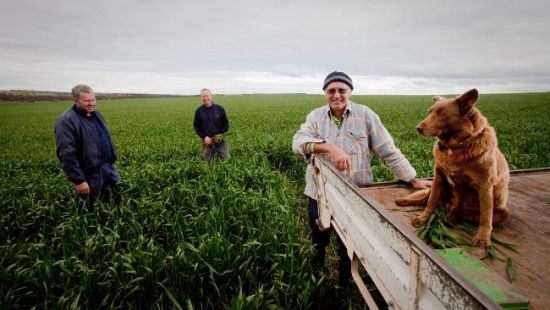 澳大利亚南部曼纳姆市农场主兄弟在察看农田里小麦的生长情况