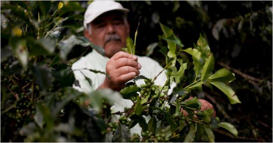 图文:湿热气候致使拉丁美洲咖啡产量减少_美股