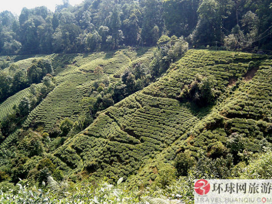 大吉岭 大吉岭