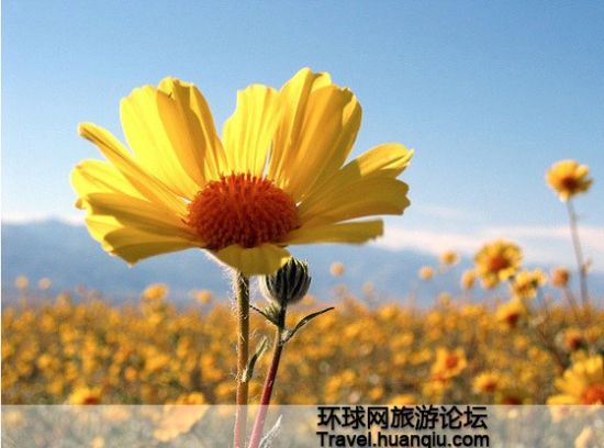 娇艳欲滴 娇艳欲滴