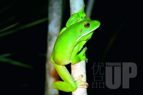 白唇树蛙 白唇树蛙