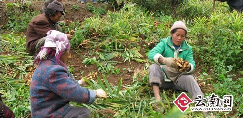 姜农把鲜姜从地里挖出