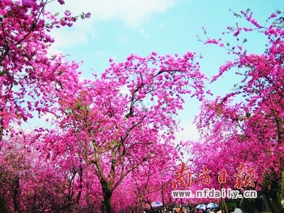 灿烂樱花 灿烂樱花