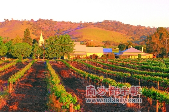 芭萝莎葡萄园。 芭萝莎葡萄园。