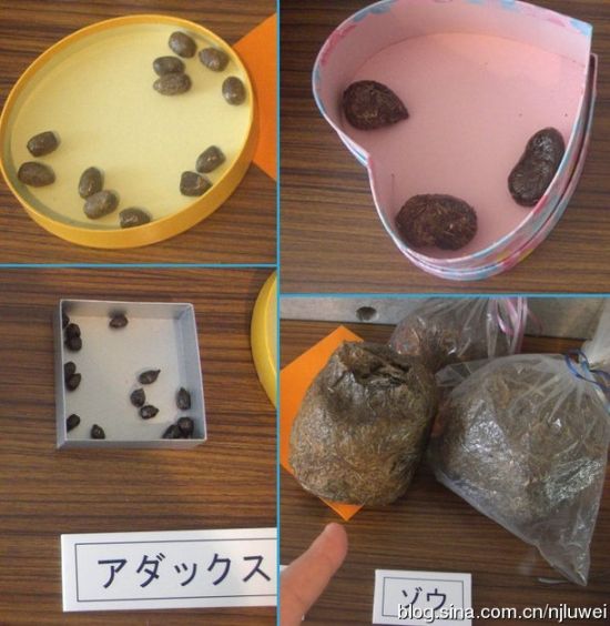 日本姬路文学博物馆的动物粪便收藏。 日本姬路文学博物馆的动物粪便收藏。