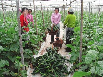 河南蔬菜生产第—县扶沟县:种植瓜菜48万亩_农