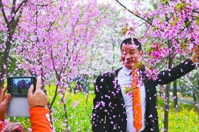 图为摇樱花树拍照的现场 图为摇樱花树拍照的现场