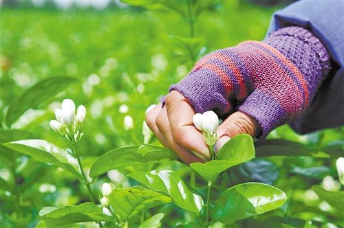花农在中华茉莉园采摘茉莉花。记者段柳健 摄 花农在中华茉莉园采摘茉莉花。记者段柳健 摄