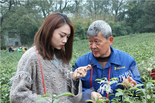 采茶师傅向游客讲解茶叶知识。重庆茶业集团供图 华龙网发 采茶师傅向游客讲解茶叶知识。重庆茶业集团供图 华龙网发
