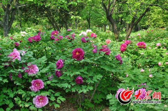 曹州牡丹园内花团锦簇,随手一拍都是美照 曹州牡丹园内花团锦簇,随手一拍都是美照
