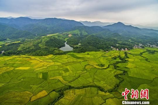 色彩斑斓的稻田,犹如秋天绘制的“调色板”。 色彩斑斓的稻田,犹如秋天绘制的“调色板”。