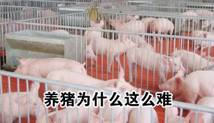 看似简单的养猪为什么变得越来越困难