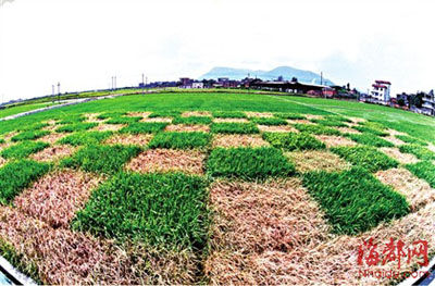 福建省福州南郊转基因水稻试验田内，普通水稻遭虫害严重，已是枯黄一片，但紧挨着的转基因水稻则生长良好。　蔡懋灿 摄