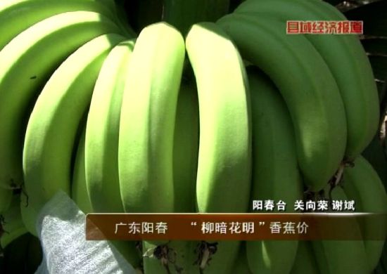 广东阳春:柳暗花明香蕉价