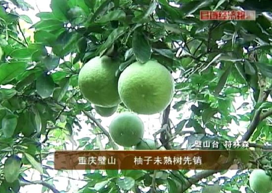 重庆璧山:柚子未熟树先销_地方经济