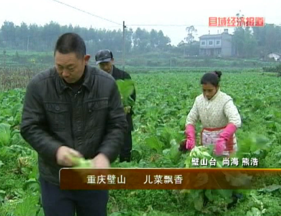 重庆璧山:儿菜飘香_地方经济