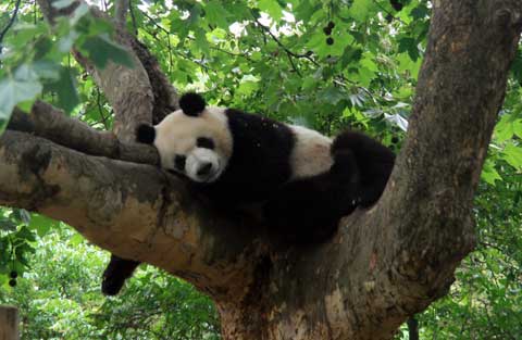 亲历成都24小时:探秘成都大熊猫繁育研究基地