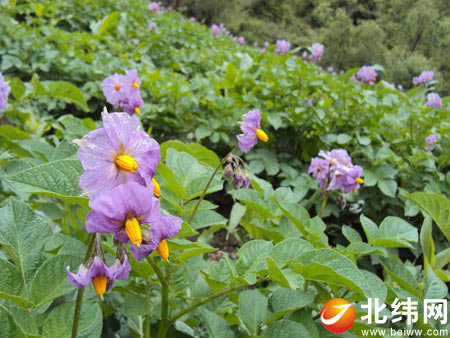 宝兴硗碛藏族乡寻花之旅