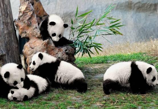 成都:不应止步于西部之心(组图)