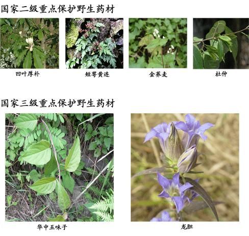 大盘山:野生药用植物资源丰富多样(组图)