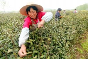 初春仪征探茶:走访绿杨春原产地(组图)