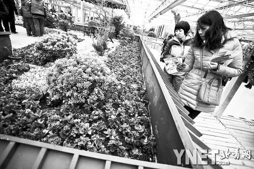 花盆“吸”墙上 屋顶铺绿草 阳台变“菜园” 首届北京农业嘉年华教游客家庭绿化
