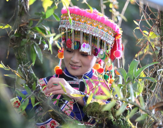 龙陵紫皮石斛--璀璨文化