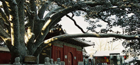 千年古刹戒台寺2015年第十九届丁香节 千年古刹戒台寺2015年第十九届丁香节
