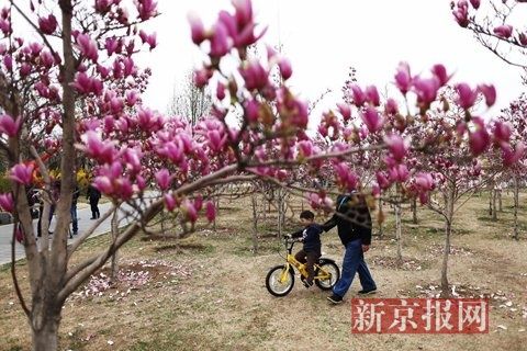 2015年4月1日,北京国际雕塑公园,市民在玉兰花下游玩。新京报记者 浦峰 摄 2015北京石景山春游季即将开幕